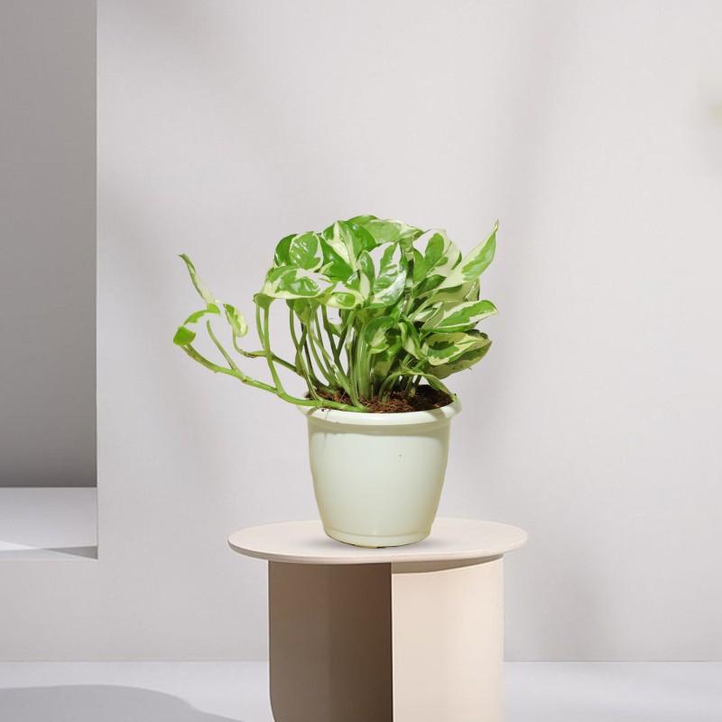 MONEY PLANT EJOY