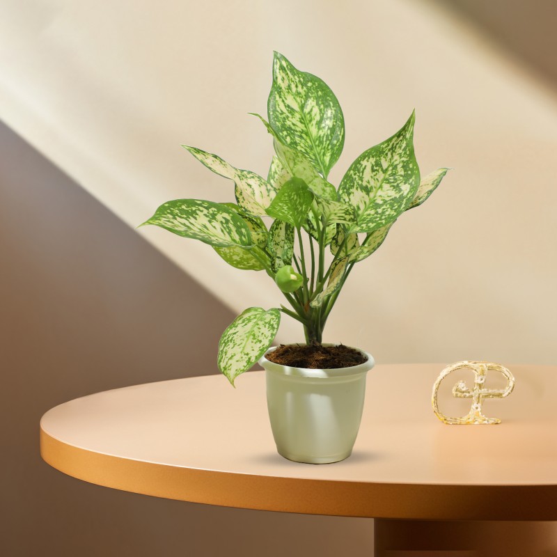 AGLAONEMA Eileen