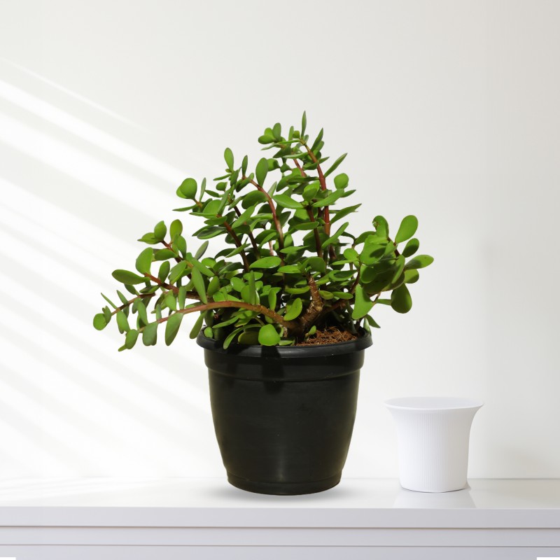 Jade Plant