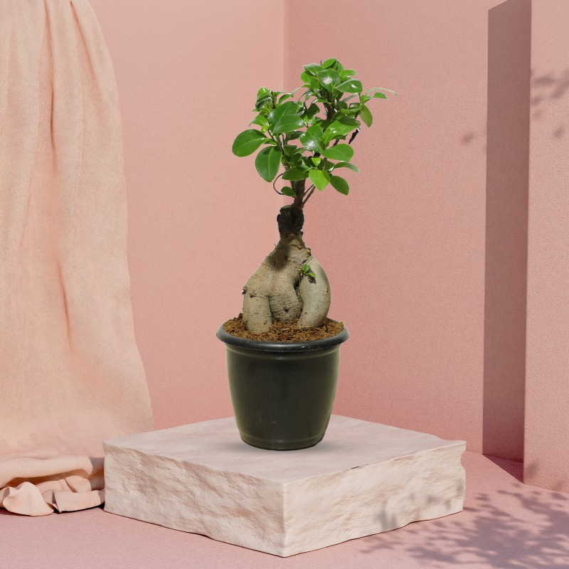 Ficus Bonsai Plant