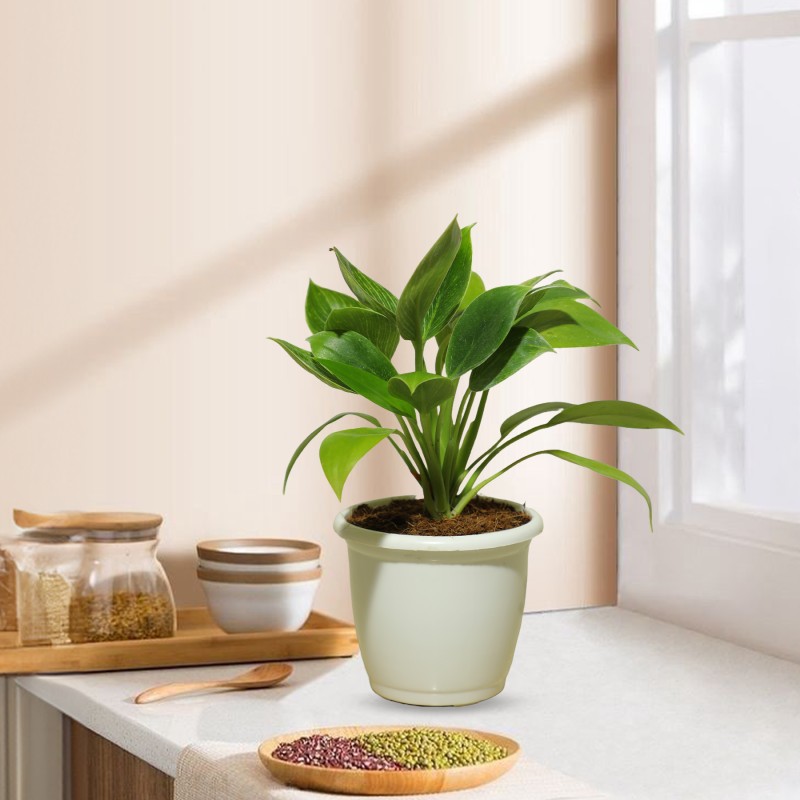 PHILODENDRON Birkin