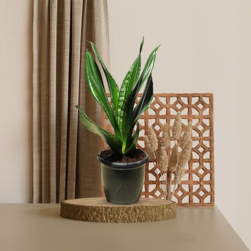 SNAKE PLANT SUPERBA 1