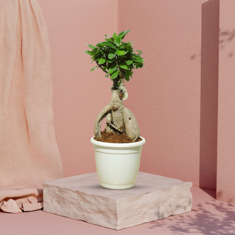 Ficus Bonsai Plant