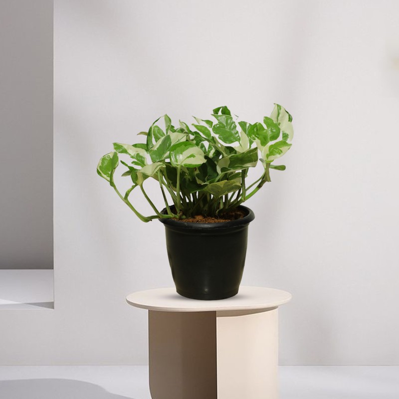 MONEY PLANT EJOY